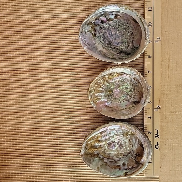 3 Large Abalone Shells - Picture 2 of 4